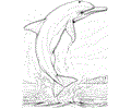 Dolphin Coloring Page 17