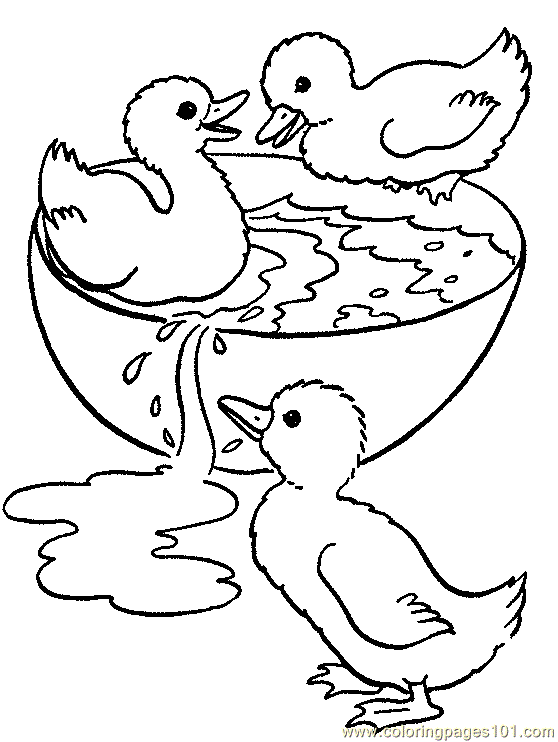 mallard ducks coloring pages - photo #29