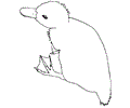 Duck Coloring Page 15