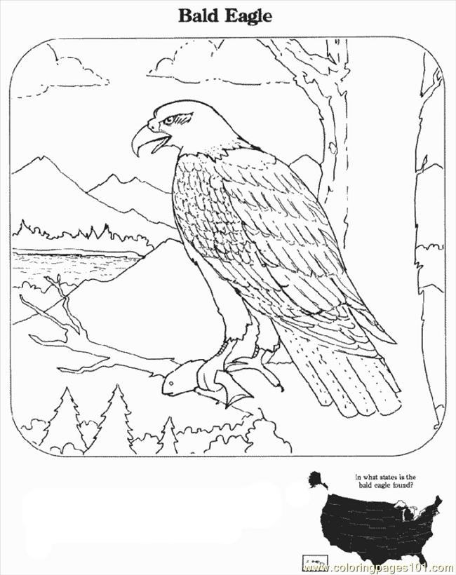 eagle coloring pages for preschoolers - photo #28