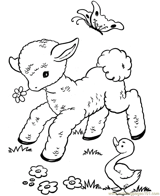 Coloring Pages Lambs calf playing Animals > Easter Lambs ...