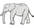 Elephant11