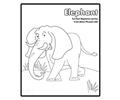 Elephant1