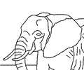 Elephant African