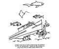 Environment Coloring Page 11