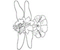 Fantasy Faries Dragonfly10