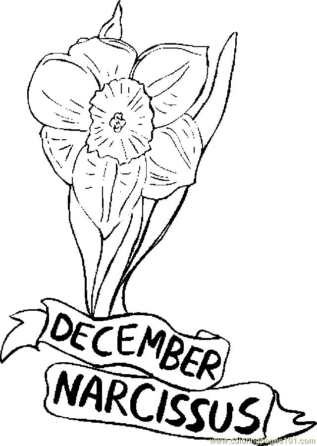 december flower of the month coloring pages - photo #1