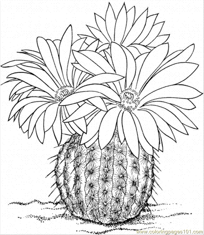 cactus coloring pages plants - photo #17