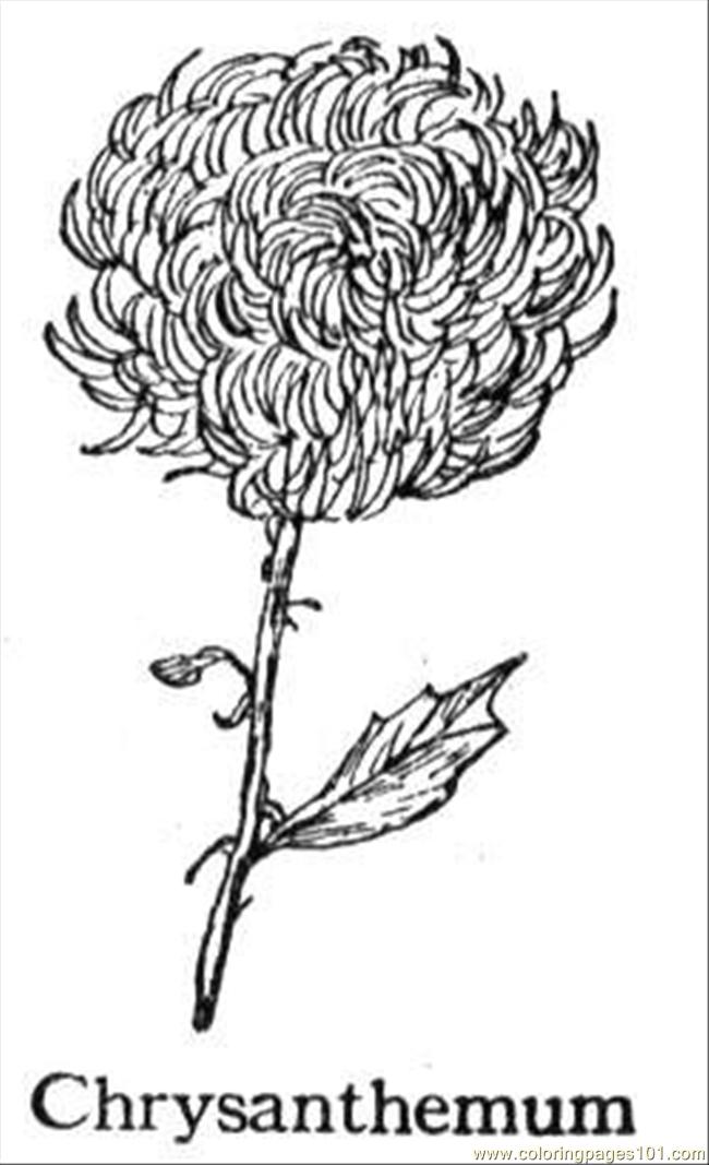 Coloring Pages Chrysanthemum 5 (Natural World > Flowers) - free ...