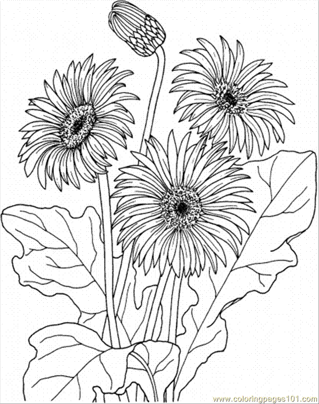 daisy flower coloring pages printable - photo #8