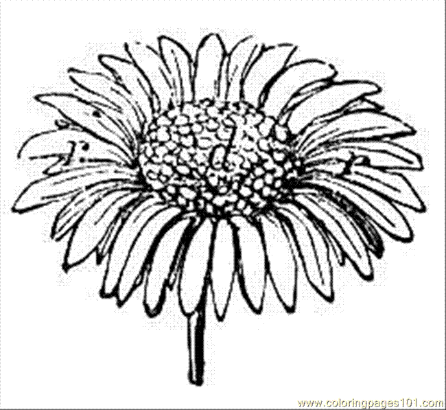 daisy coloring pages free - photo #44