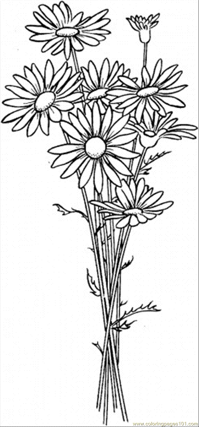 Coloring Pages Daisy 6 (Natural World > Flowers) - free printable