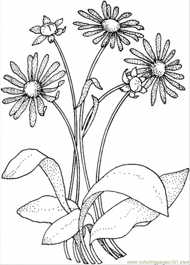 daisy flower coloring pages - photo #44