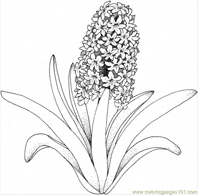 coloring pages of flowers for adults. coloring pages of flowers and