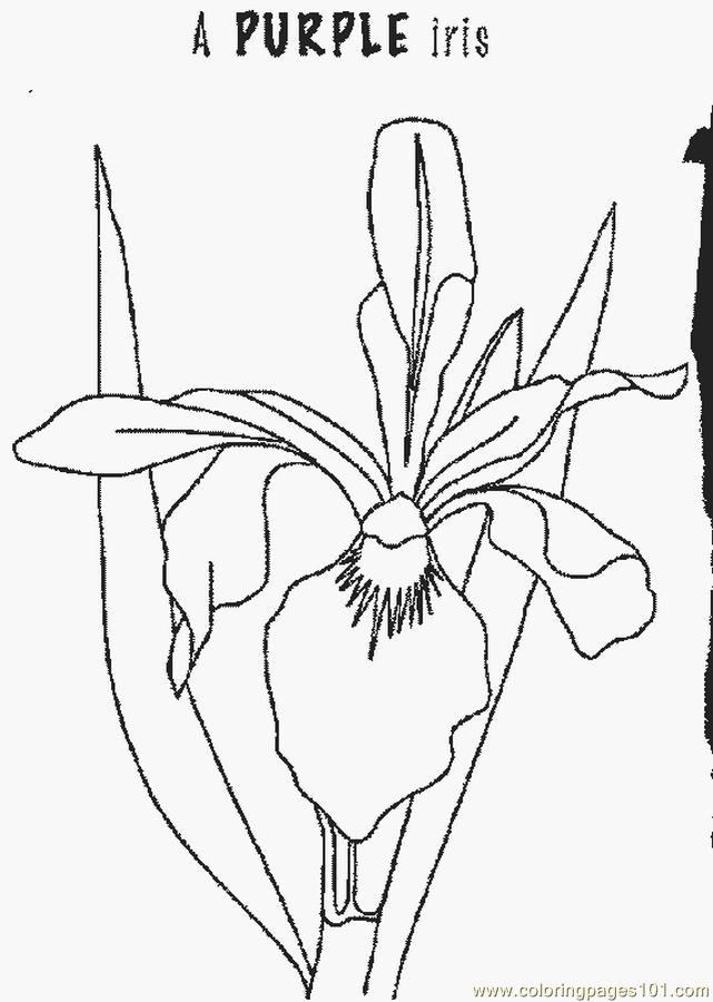 Coloring Pages Iris (Natural World > Flowers) free printable coloring