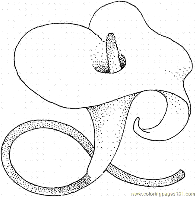 Coloring Pages Lily 3 (Natural World > Flowers) - free printable ...