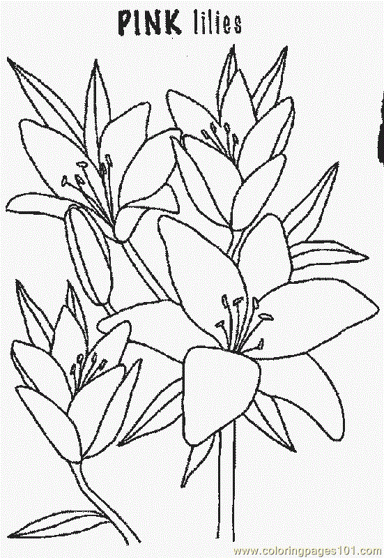 Coloring Pages Lily (Natural World > Flowers) - free printable coloring