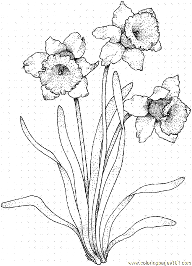 daffodil coloring pages free - photo #39