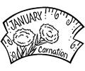 01 January   Carnation 2