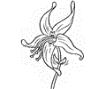 Flower Coloring 15