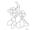 Flower Coloring Pages Mistletoe