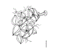 Flower Coloring Pages Morningglories