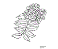 Flower Coloring Pages Oregongrape