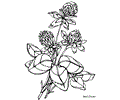 Flower Coloring Pages Redclover