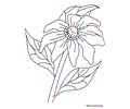Flower Coloring Pages Susan
