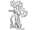 Coldafodil1