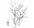 Crocus 4