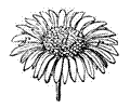 Daisy 4