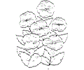 Pansy