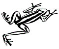 Coloring Frog3