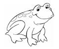  Smiling Frog
