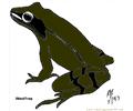 Woodfrog B