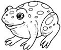 Frog6