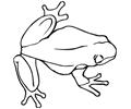 Frog (10)