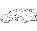Frog (12)