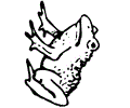 Frogs05
