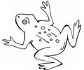 T The Frog Coloring Pages Med