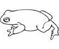 Ute Frog Coloring Pages 2 Lrg