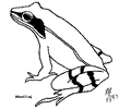 Woodfrog B