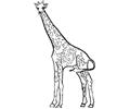 Girraffe4