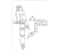 Go Diego Go Coloring Page 13