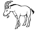 Goat Coloring Page 14