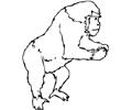Gorilla 8 