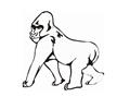 Gorilla9