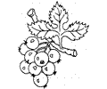 Grape 6