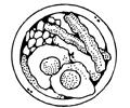 31 1257508626meat Coloring Pages